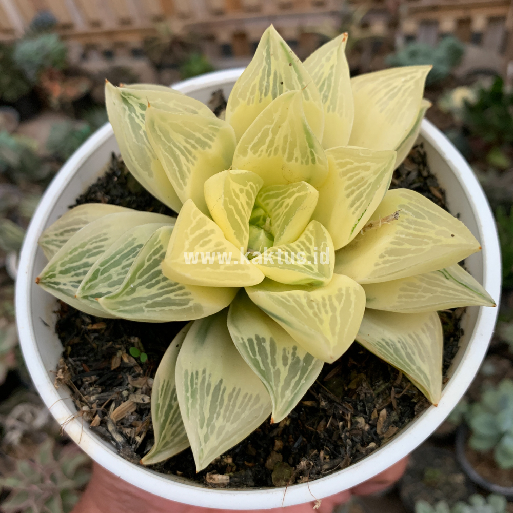 462. Haworthia Retusa Giant Leafs Aurea Variegated - Image 7