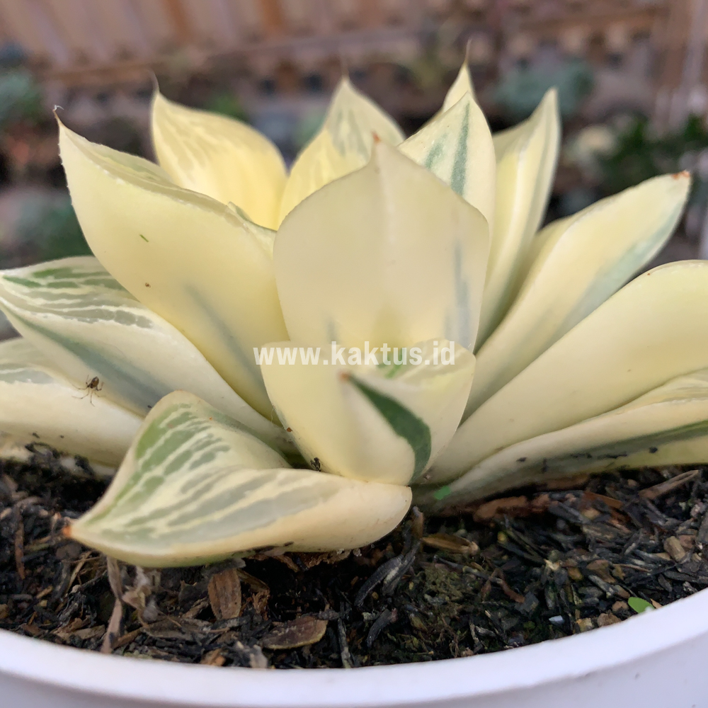 462. Haworthia Retusa Giant Leafs Aurea Variegated - Image 8