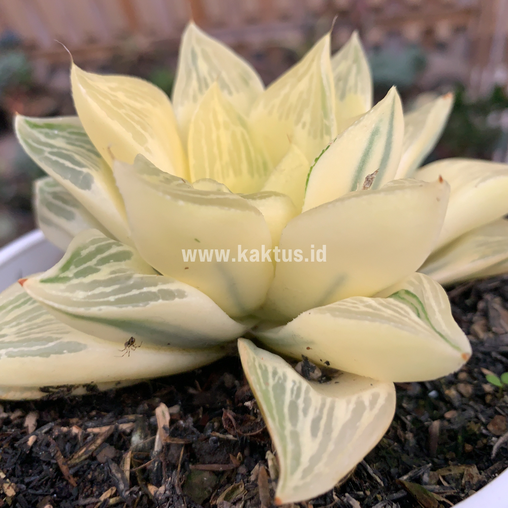 462. Haworthia Retusa Giant Leafs Aurea Variegated - Image 2