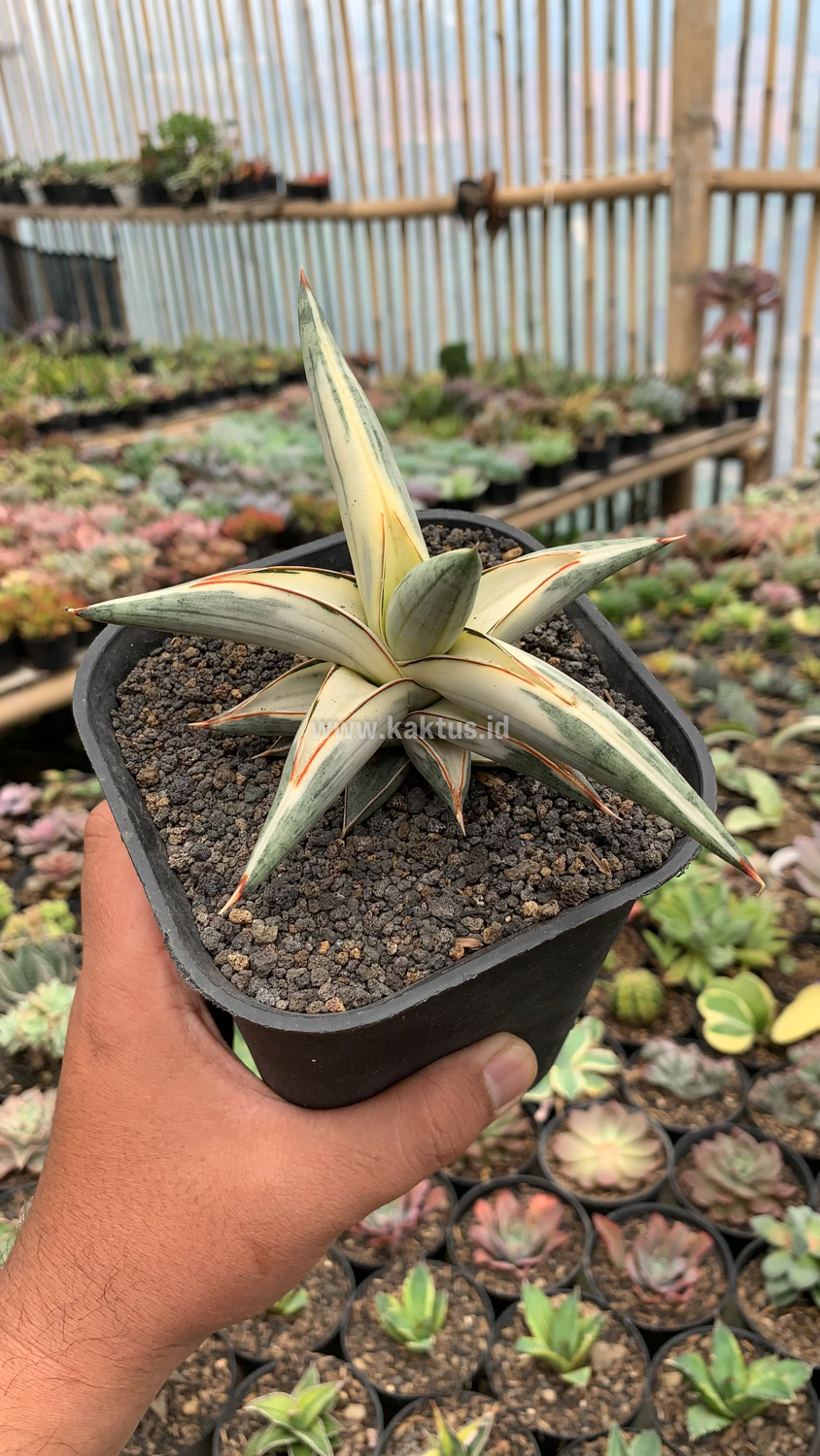 463. Sansevieria Blue Clone White Variegated - Image 14