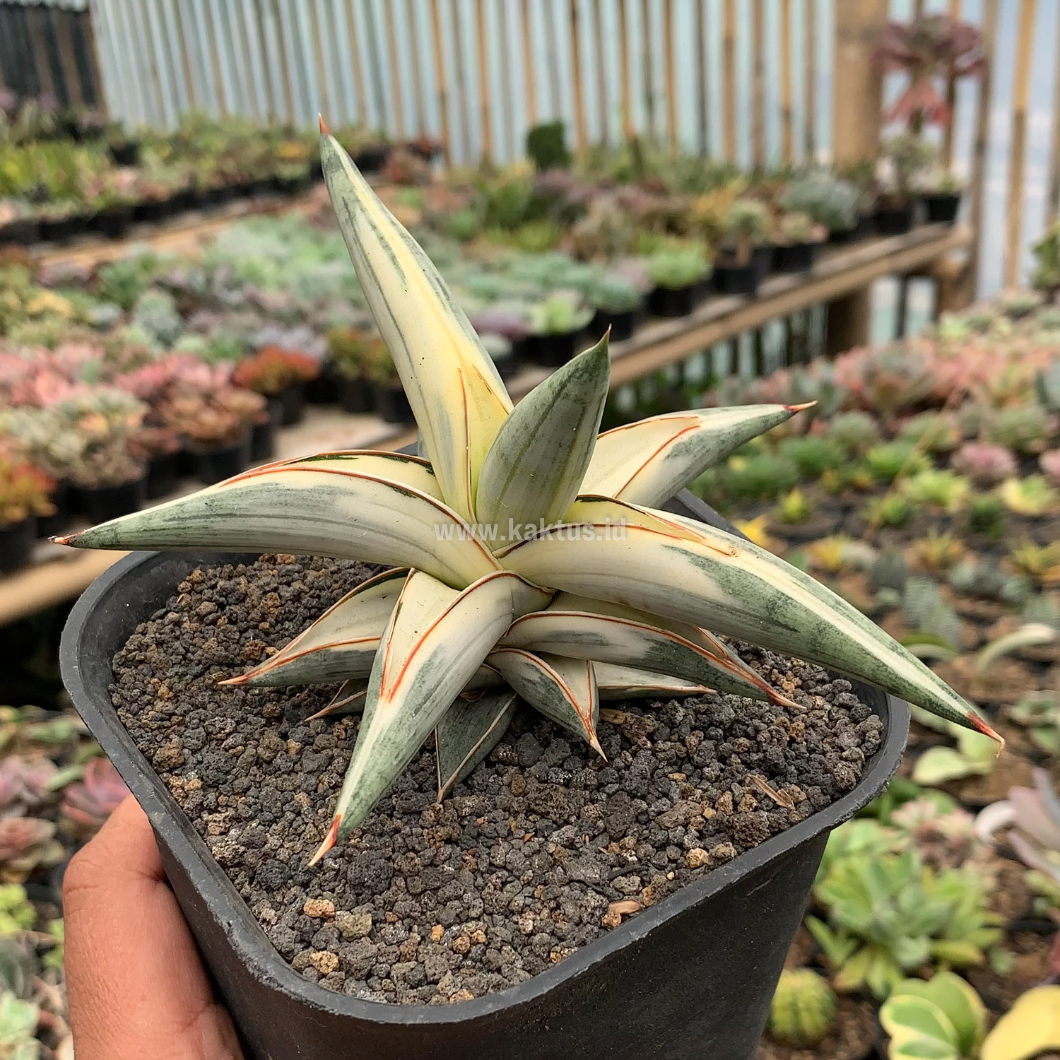 463. Sansevieria Blue Clone White Variegated - Image 12