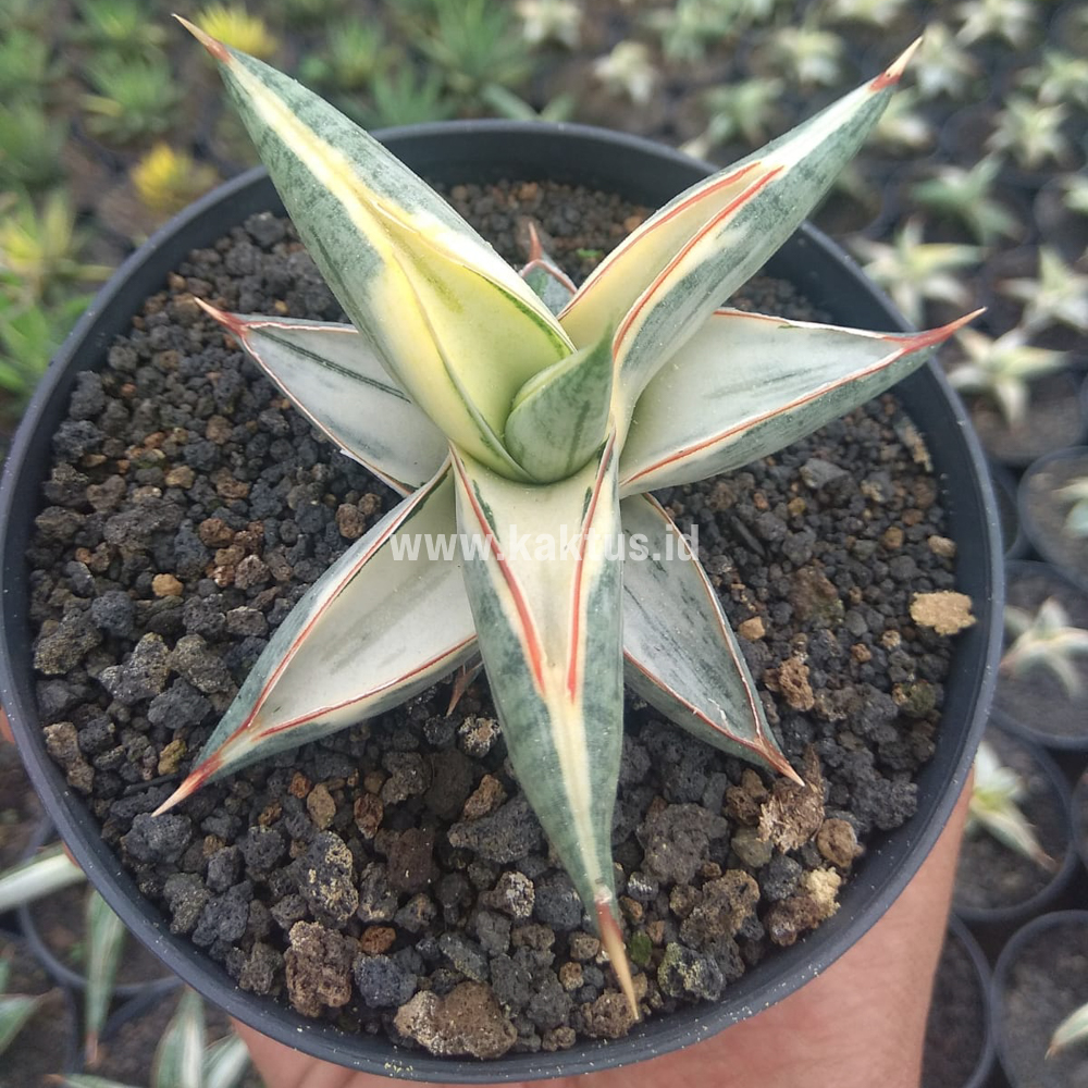 463. Sansevieria Blue Clone White Variegated - Image 2