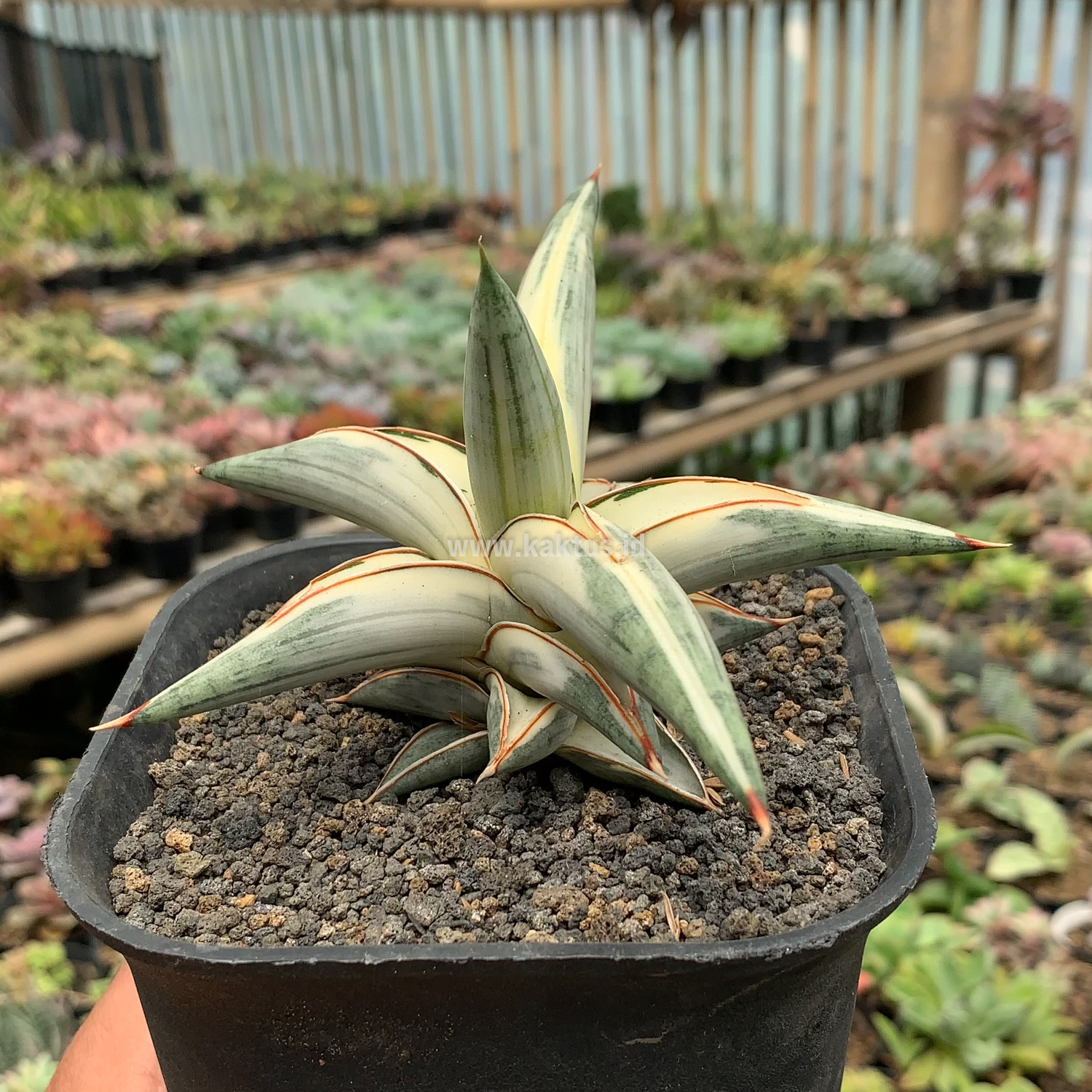 463. Sansevieria Blue Clone White Variegated - Image 10