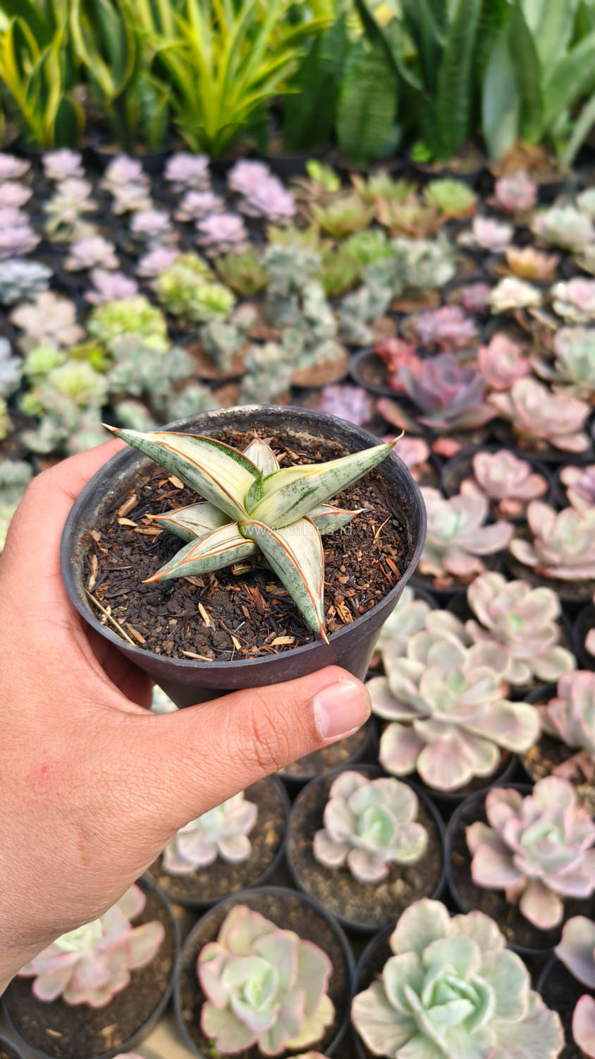 463. Sansevieria Blue Clone White Variegated - Image 4