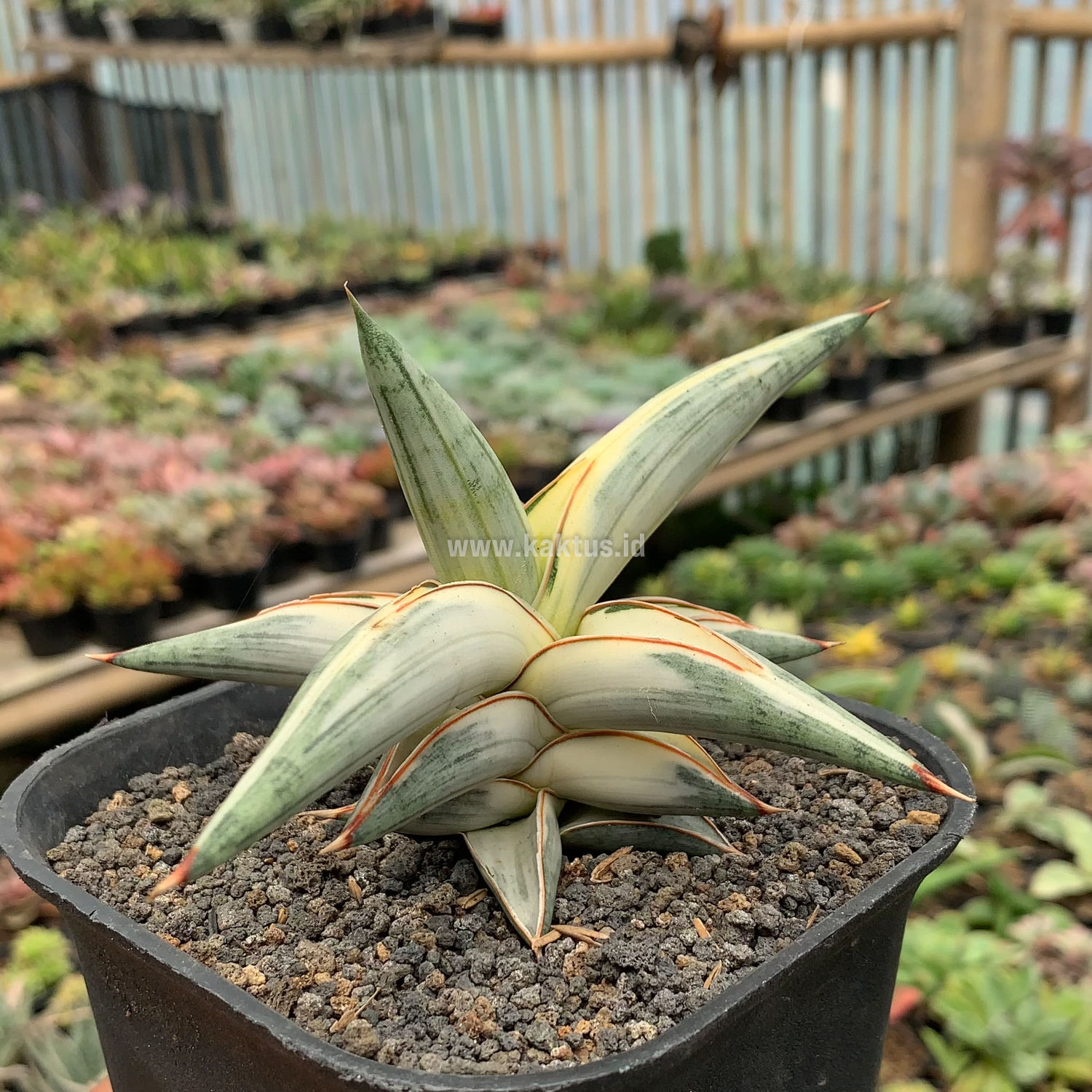 463. Sansevieria Blue Clone White Variegated - Image 8