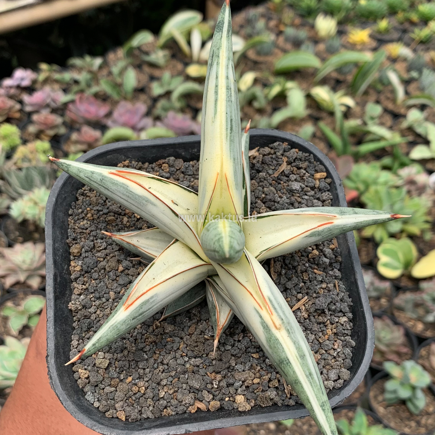 463. Sansevieria Blue Clone White Variegated - Image 6