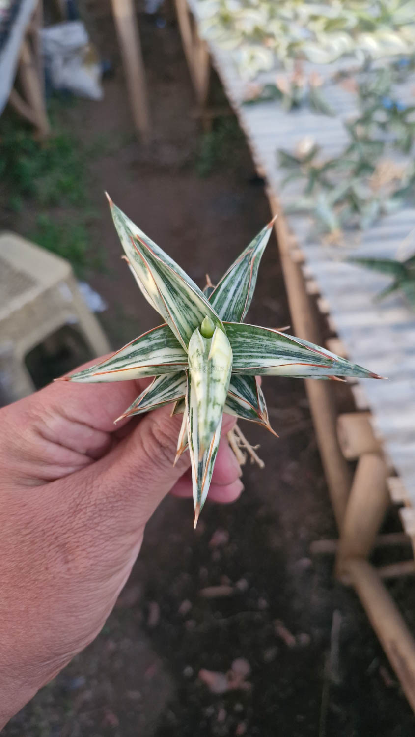 463. Sansevieria Blue Clone White Variegated - Image 9