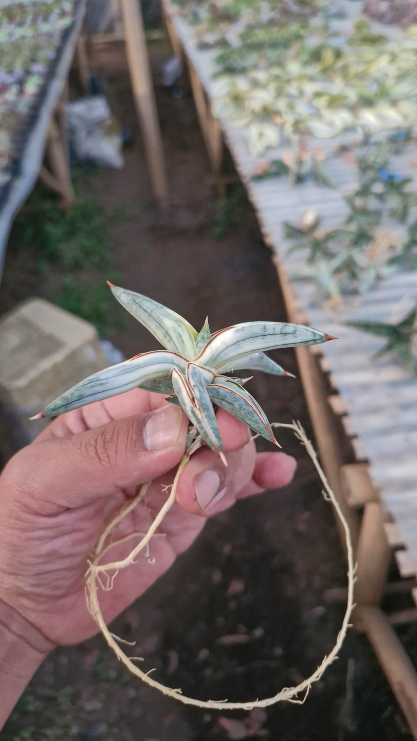 463. Sansevieria Blue Clone White Variegated - Image 3