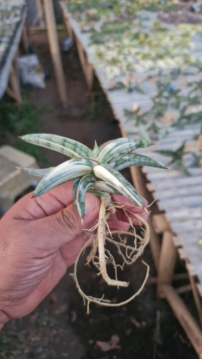 463. Sansevieria Blue Clone White Variegated - Image 5