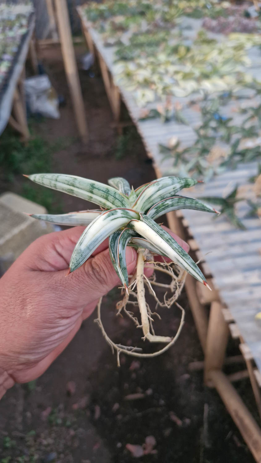 463. Sansevieria Blue Clone White Variegated - Image 7