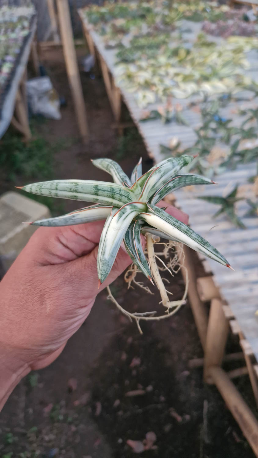 463. Sansevieria Blue Clone White Variegated - Image 11