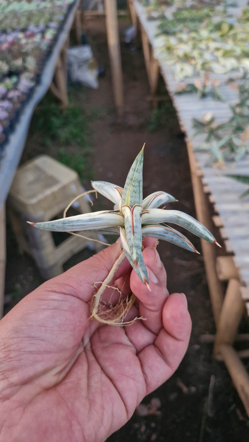 463. Sansevieria Blue Clone White Variegated - Image 13