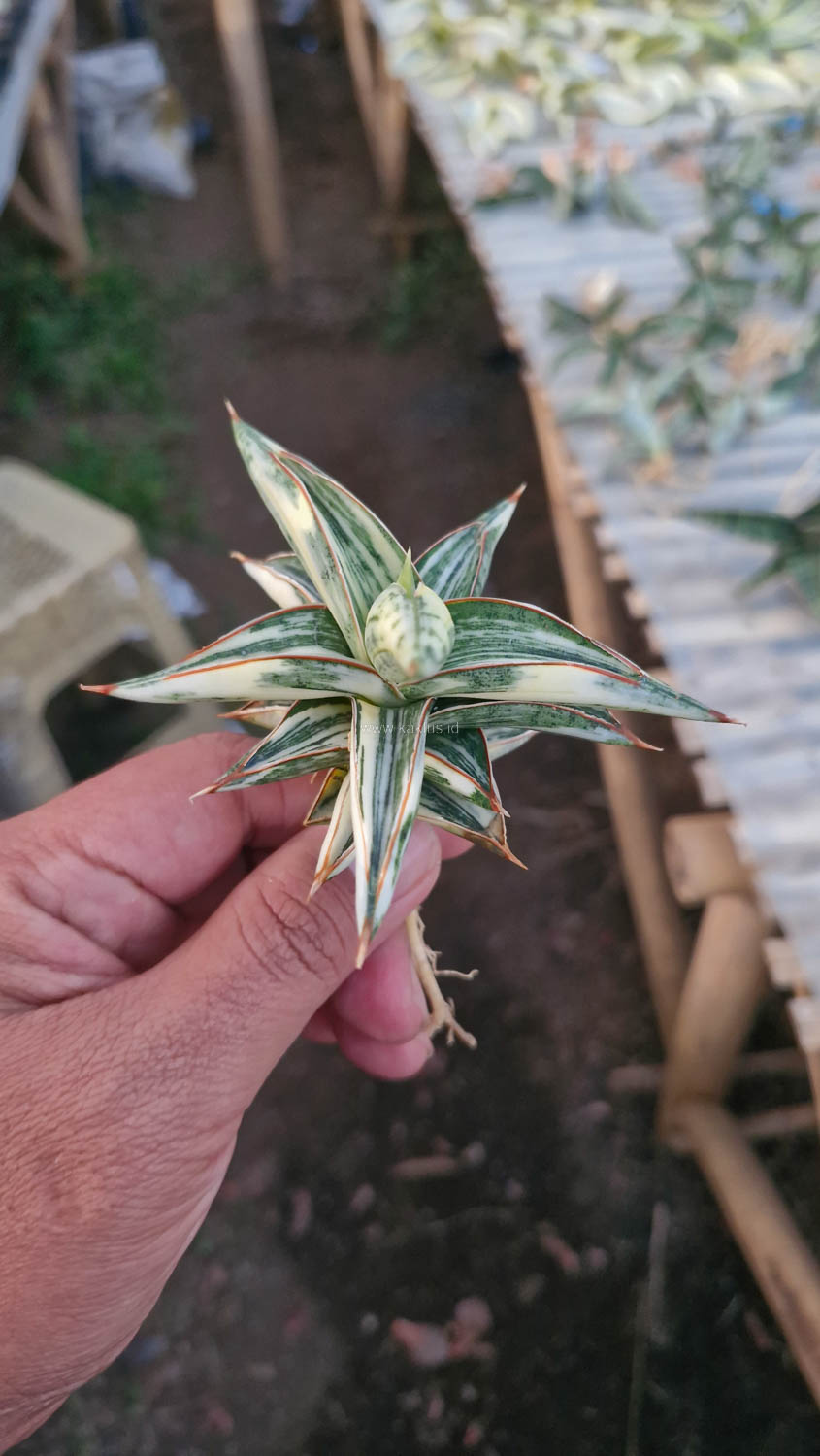 463. Sansevieria Blue Clone White Variegated - Image 15