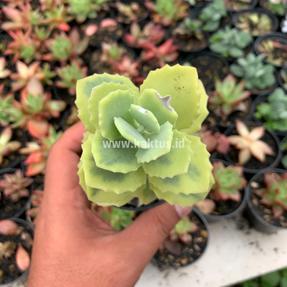 465. Kalanchoe Millotii Aurea Variegated - Image 2