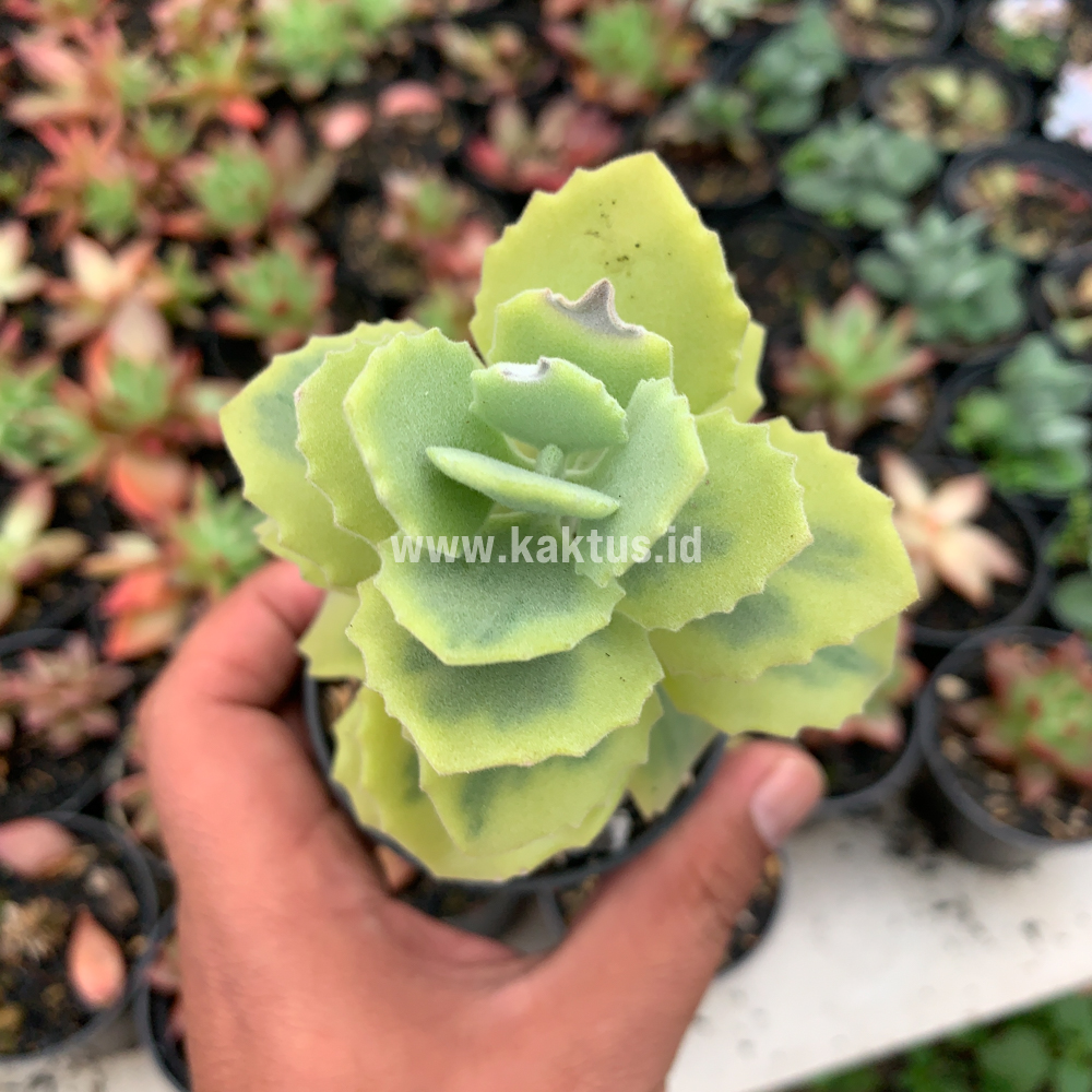 465. Kalanchoe Millotii Aurea Variegated - Image 4