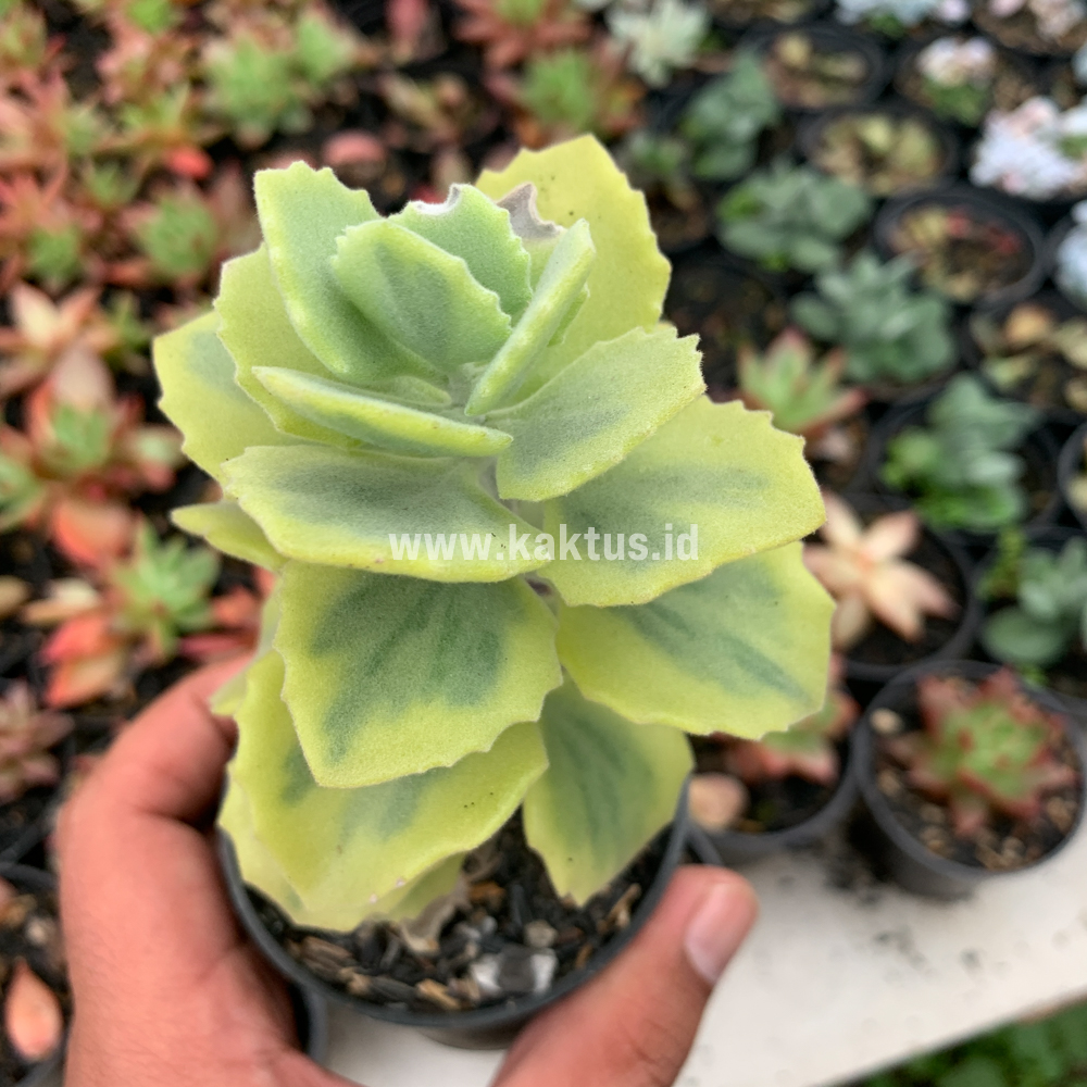 465. Kalanchoe Millotii Aurea Variegated - Image 5