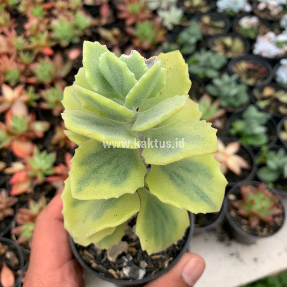 465. Kalanchoe Millotii Aurea Variegated - Image 6