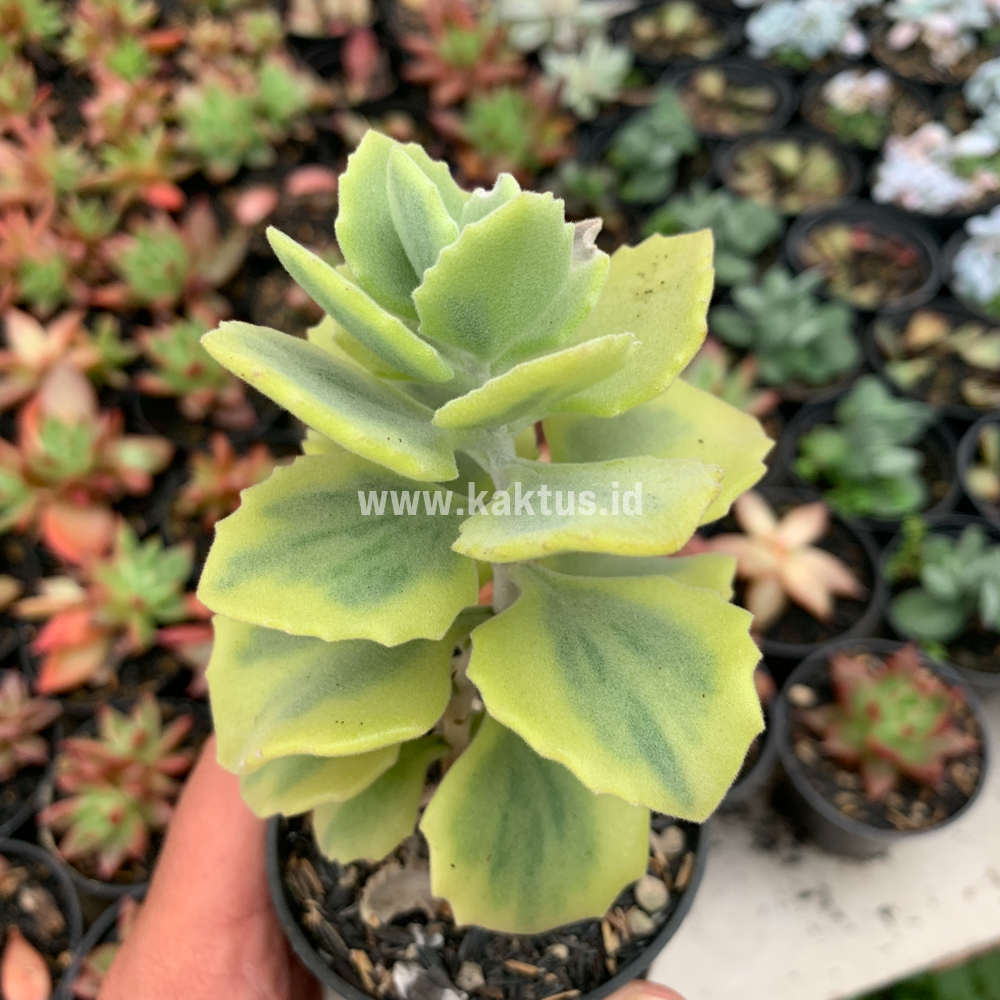 465. Kalanchoe Millotii Aurea Variegated - Image 7