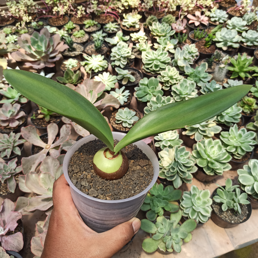 466. Haemanthus Albiflos Jacq - Image 4