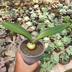 Alternative view of 466. Haemanthus Albiflos Jacq