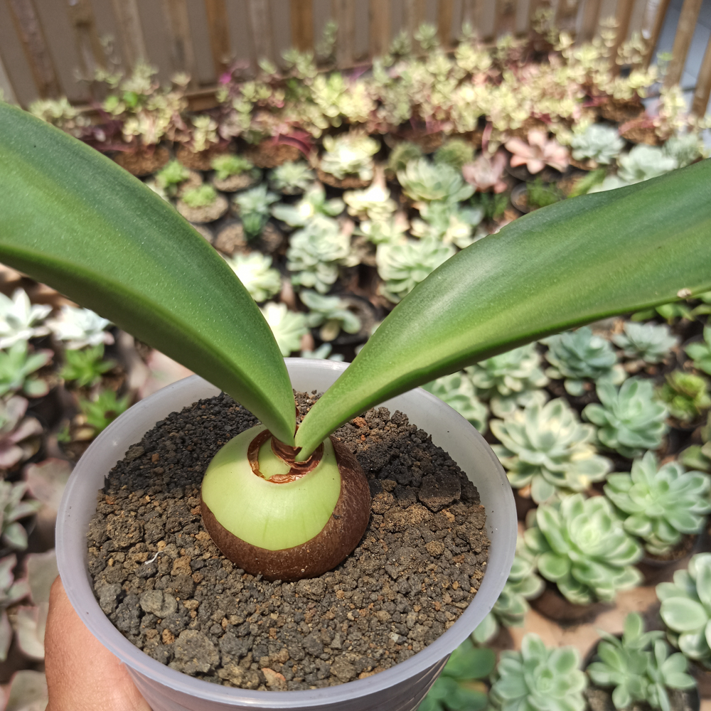 466. Haemanthus Albiflos Jacq - Image 5