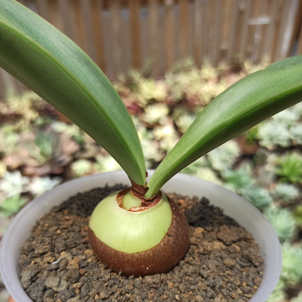 466. Haemanthus Albiflos Jacq - Image 6