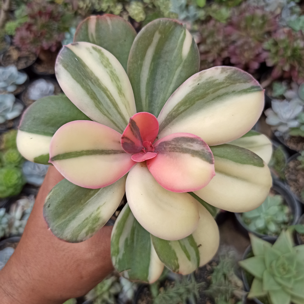 468. Echeveria Primadonna Variegated - Image 32