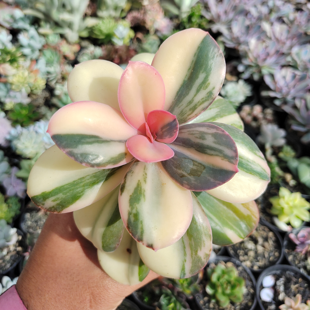 468. Echeveria Primadonna Variegated - Image 31
