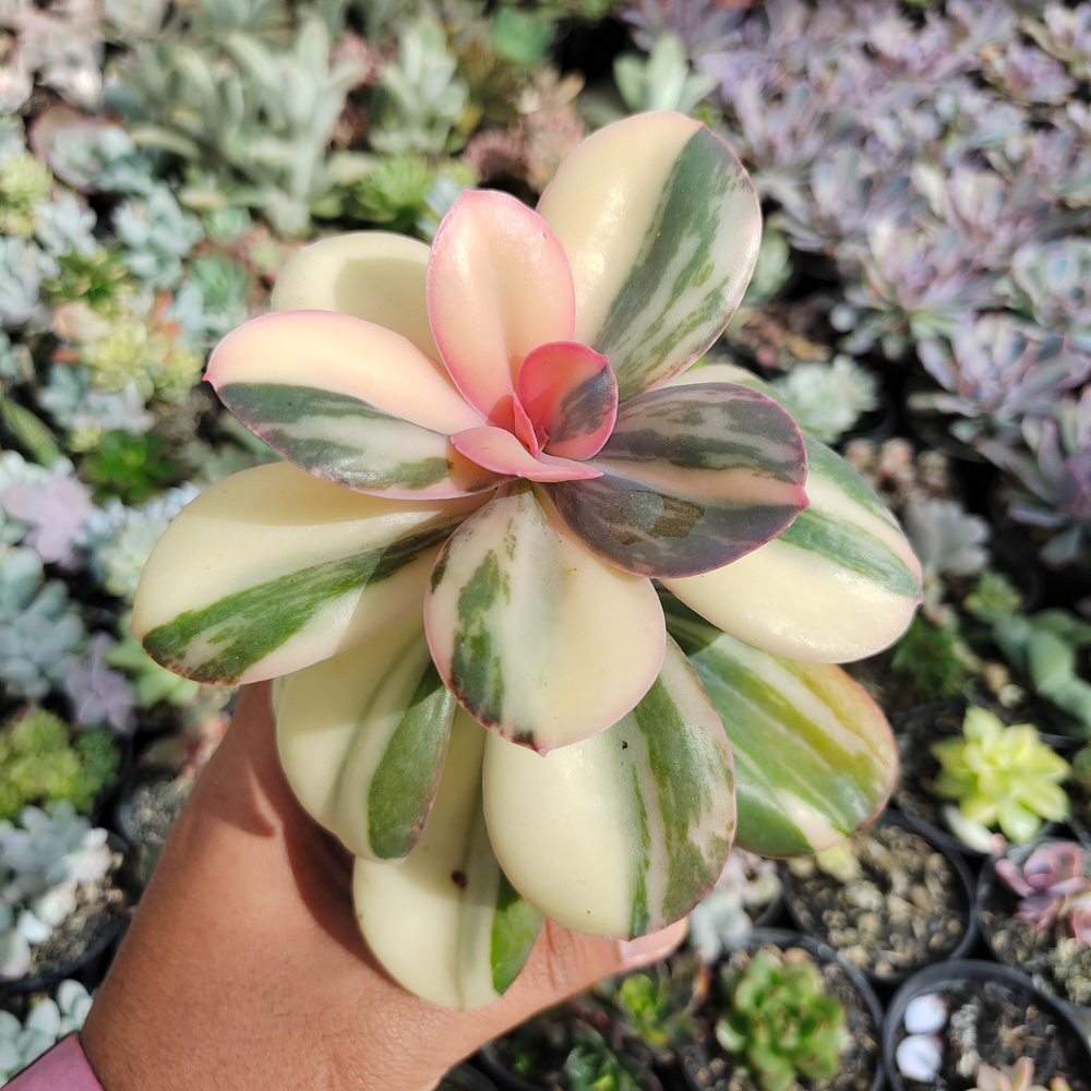 468. Echeveria Primadonna Variegated - Image 29