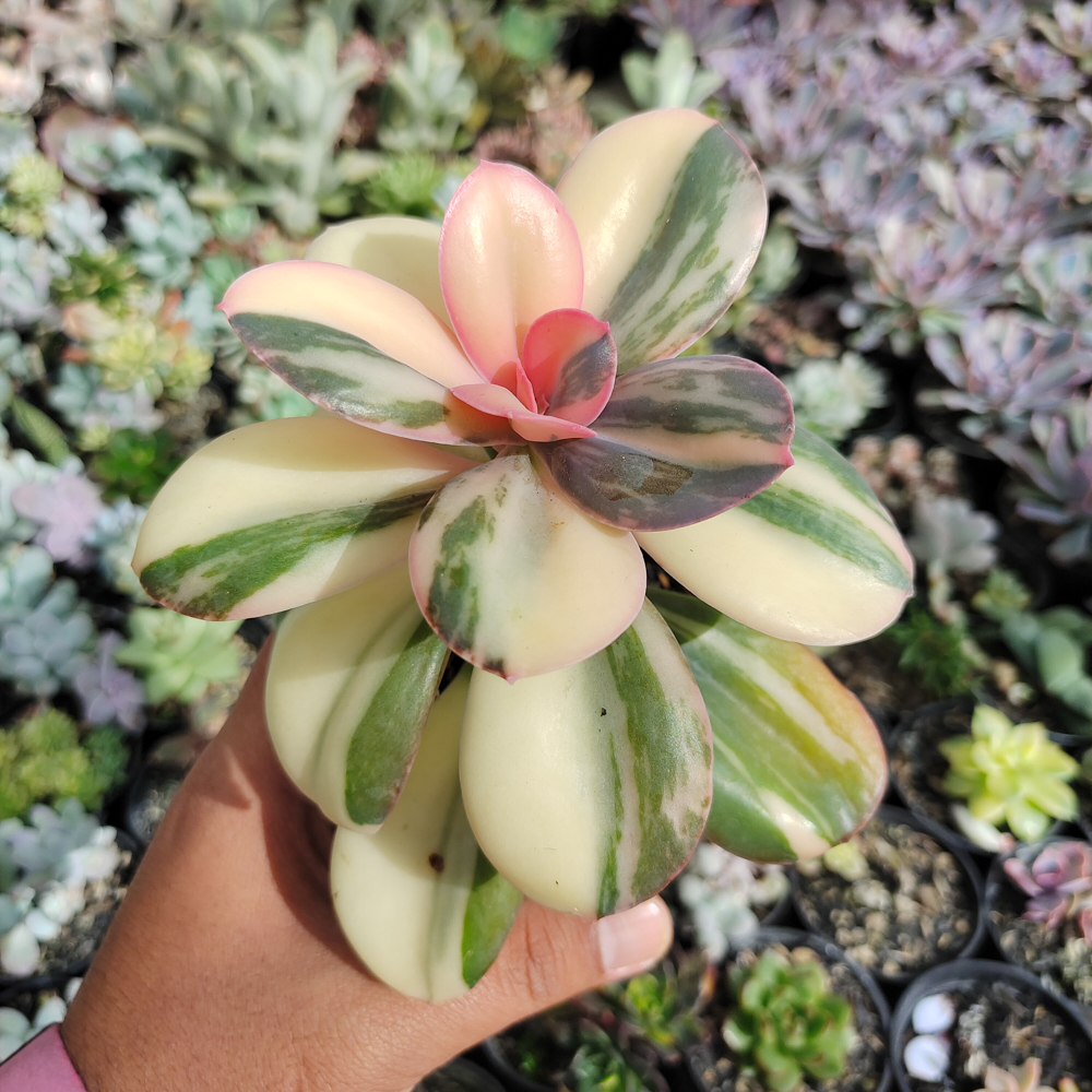 468. Echeveria Primadonna Variegated - Image 26