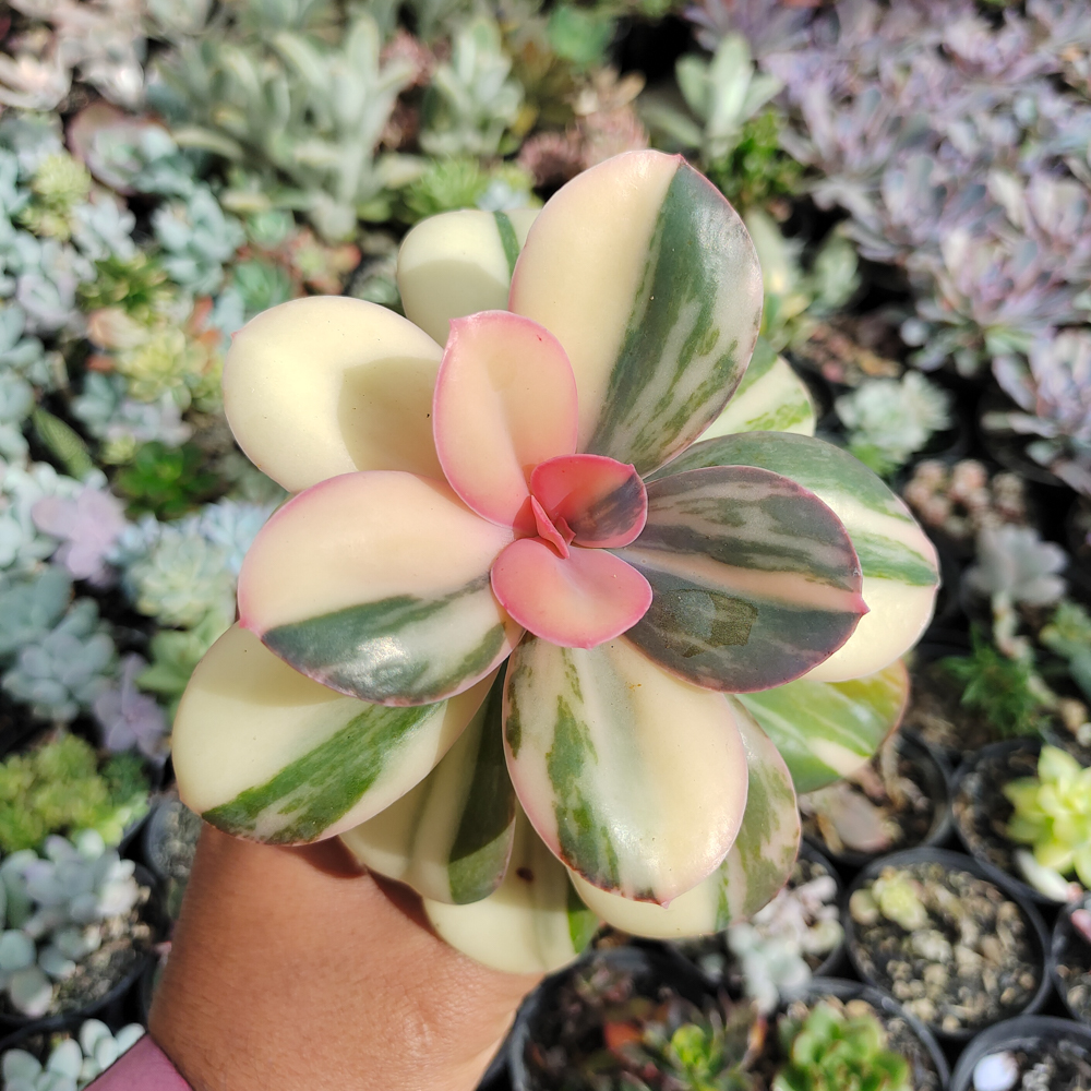 468. Echeveria Primadonna Variegated - Image 3