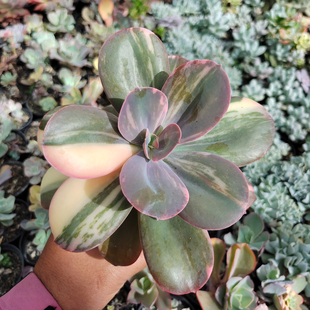 468. Echeveria Primadonna Variegated - Image 27
