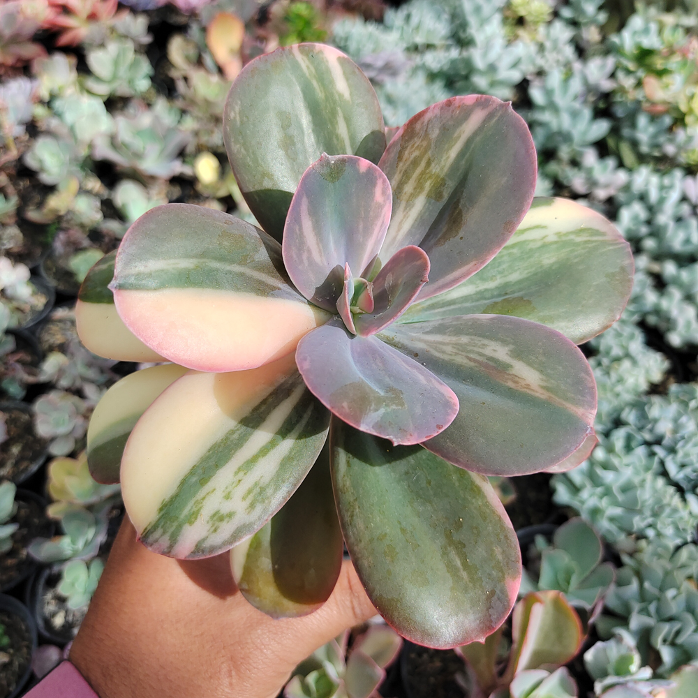 468. Echeveria Primadonna Variegated - Image 7