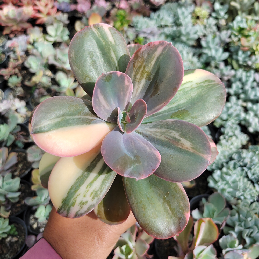 468. Echeveria Primadonna Variegated - Image 25