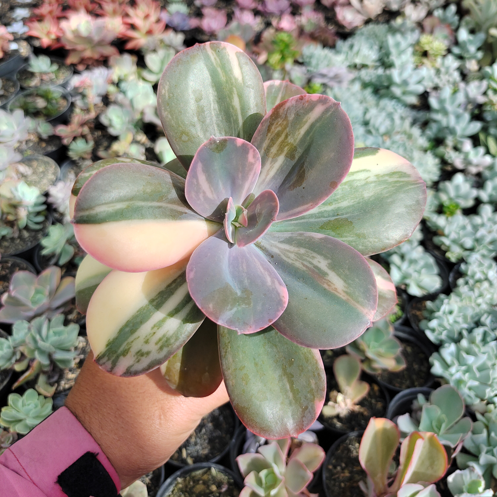 468. Echeveria Primadonna Variegated - Image 23
