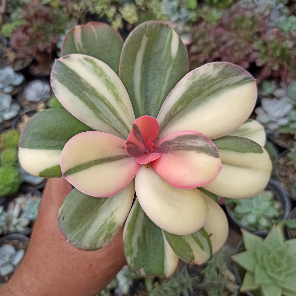 468. Echeveria Primadonna Variegated - Image 9