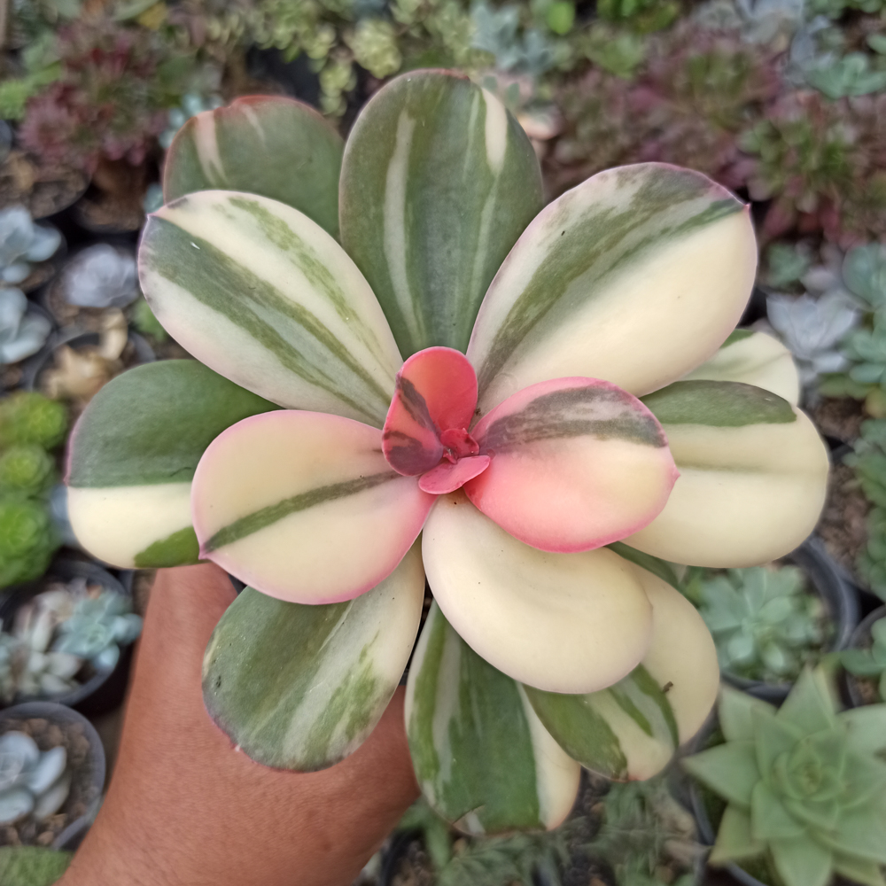 468. Echeveria Primadonna Variegated - Image 11