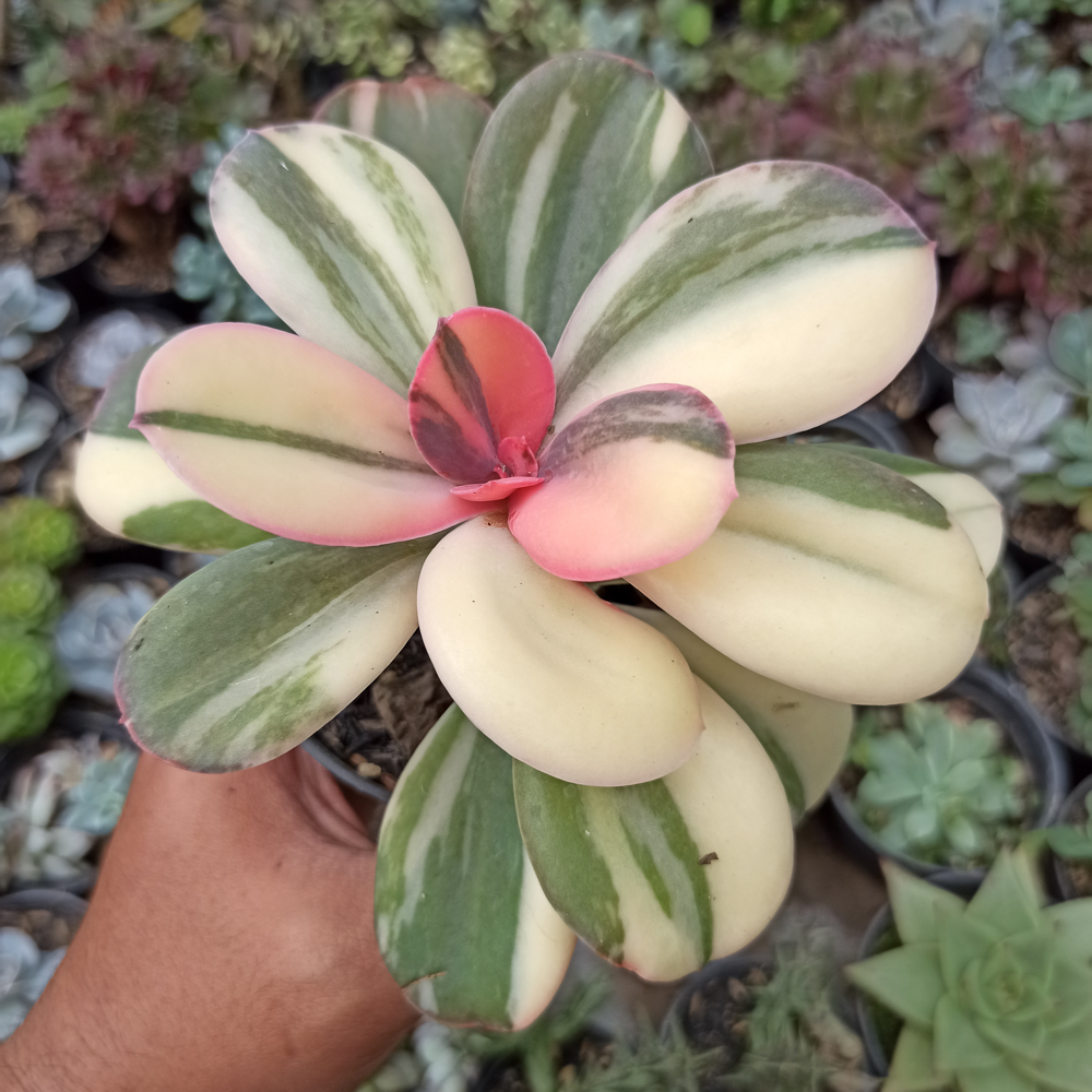468. Echeveria Primadonna Variegated - Image 13