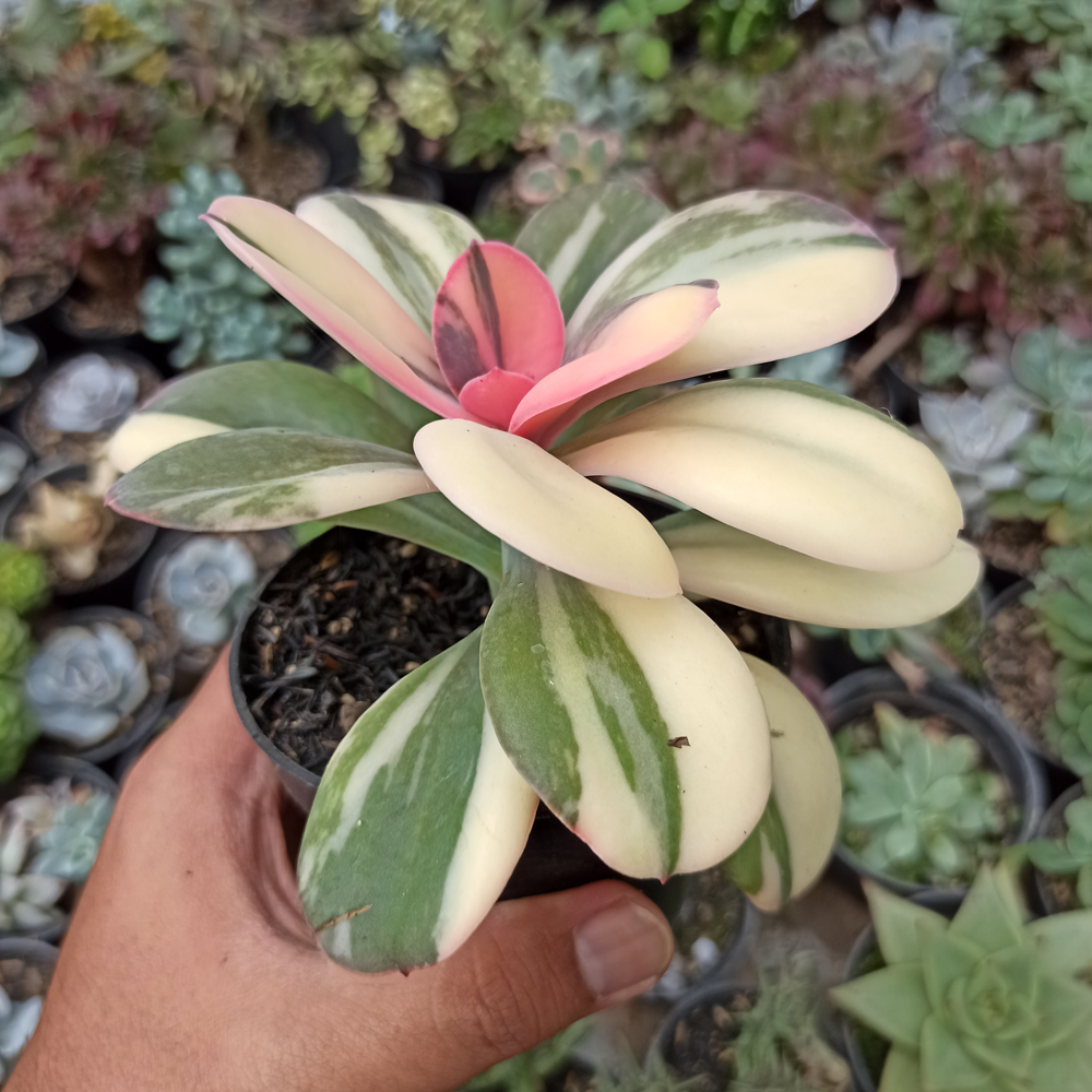 468. Echeveria Primadonna Variegated - Image 15