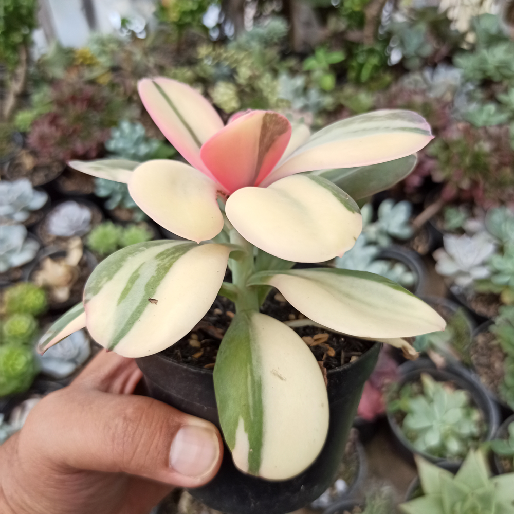 468. Echeveria Primadonna Variegated - Image 17