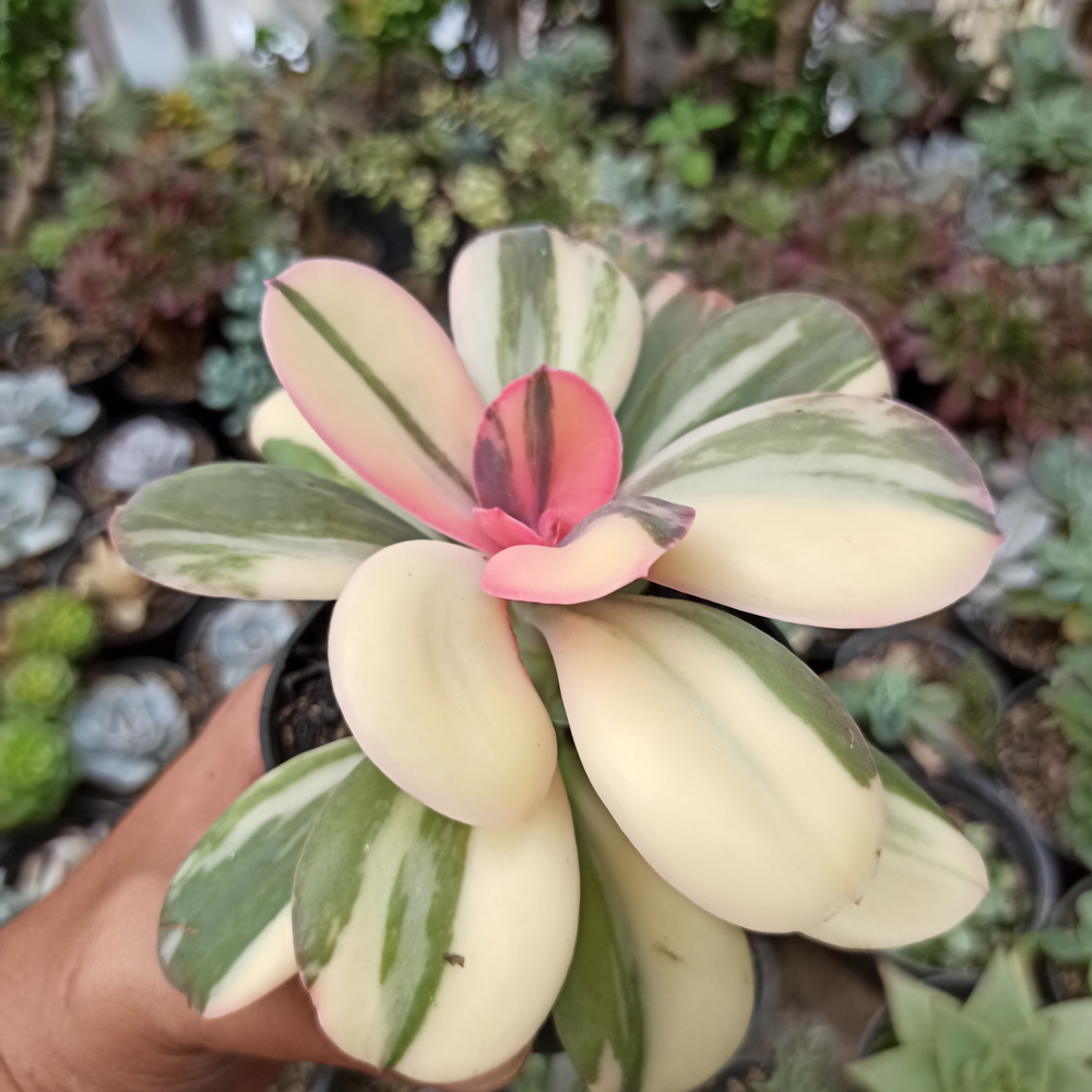 468. Echeveria Primadonna Variegated - Image 19