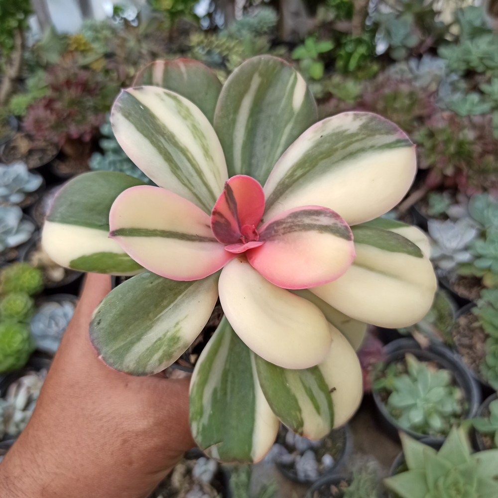 468. Echeveria Primadonna Variegated - Image 21