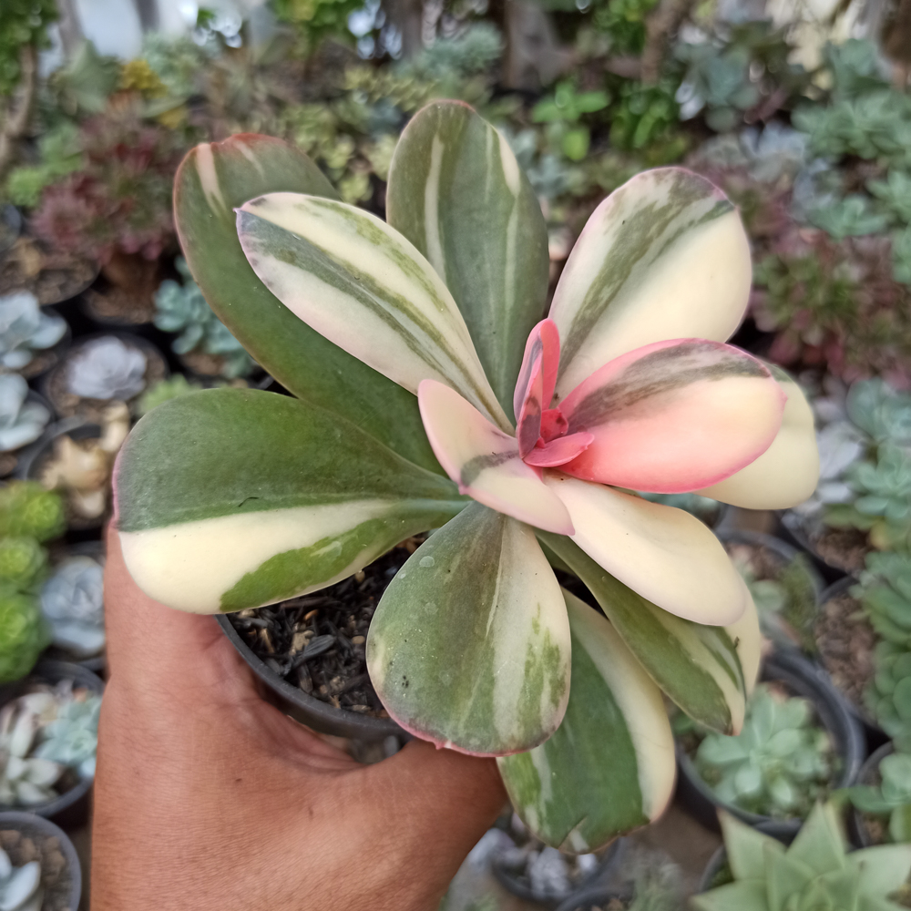 468. Echeveria Primadonna Variegated - Image 22