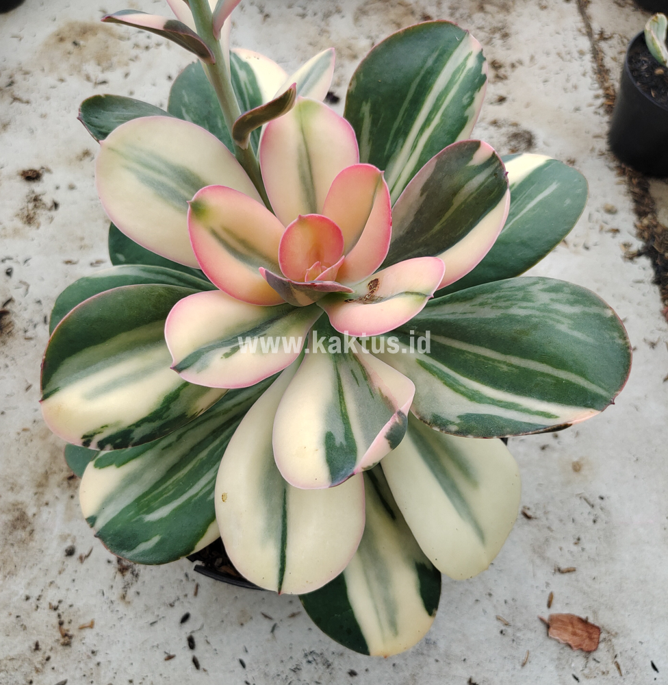468. Echeveria Primadonna Variegated - Image 30