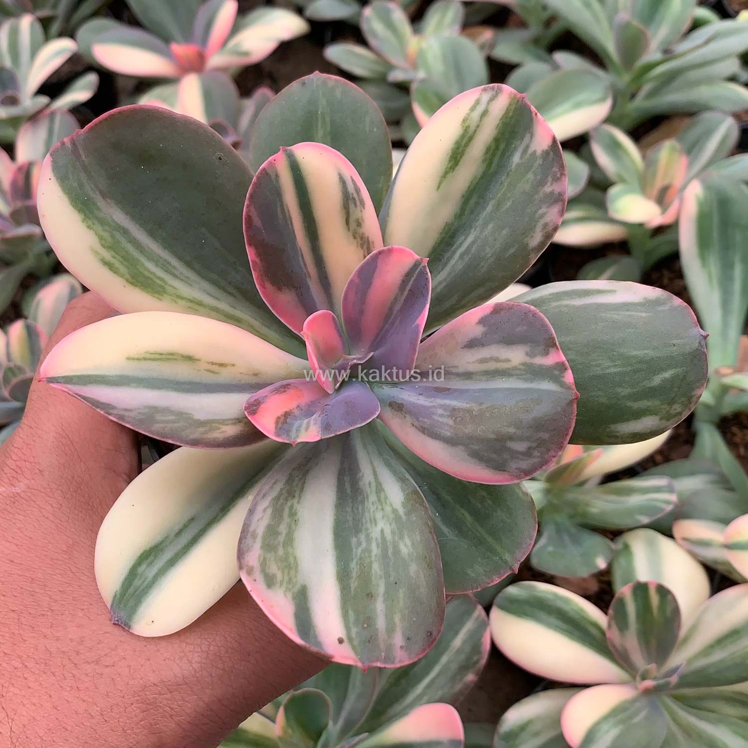 468. Echeveria Primadonna Variegated - Image 6