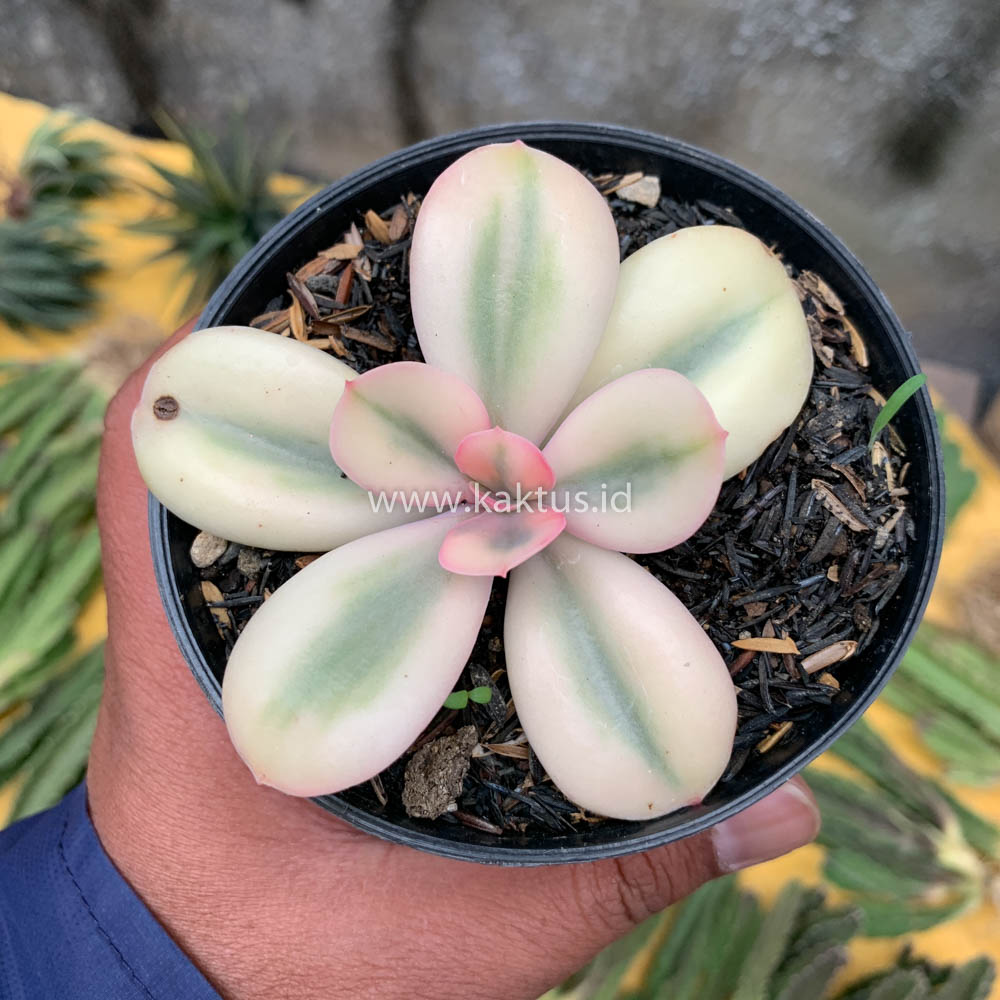 468. Echeveria Primadonna Variegated - Image 14