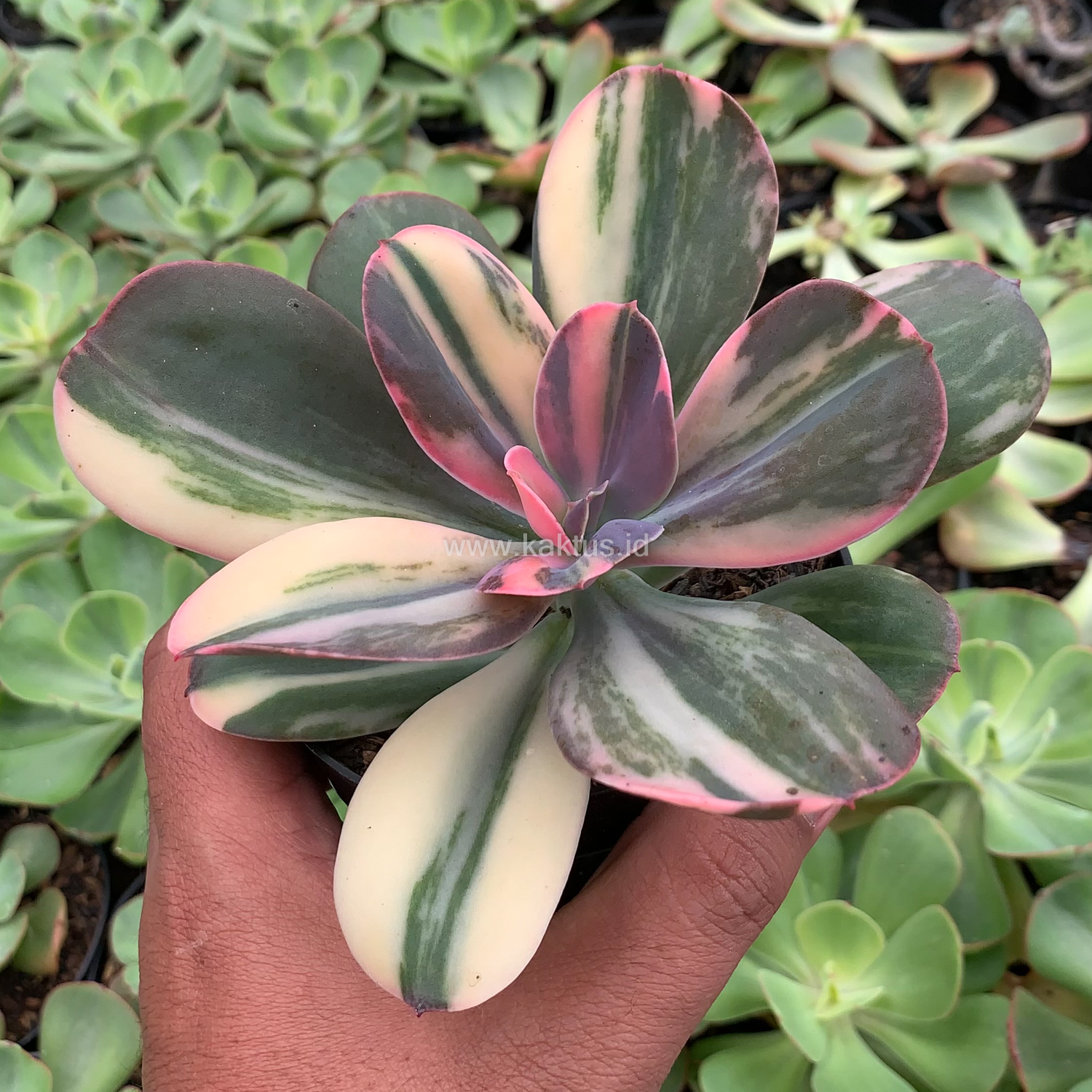 468. Echeveria Primadonna Variegated - Image 12