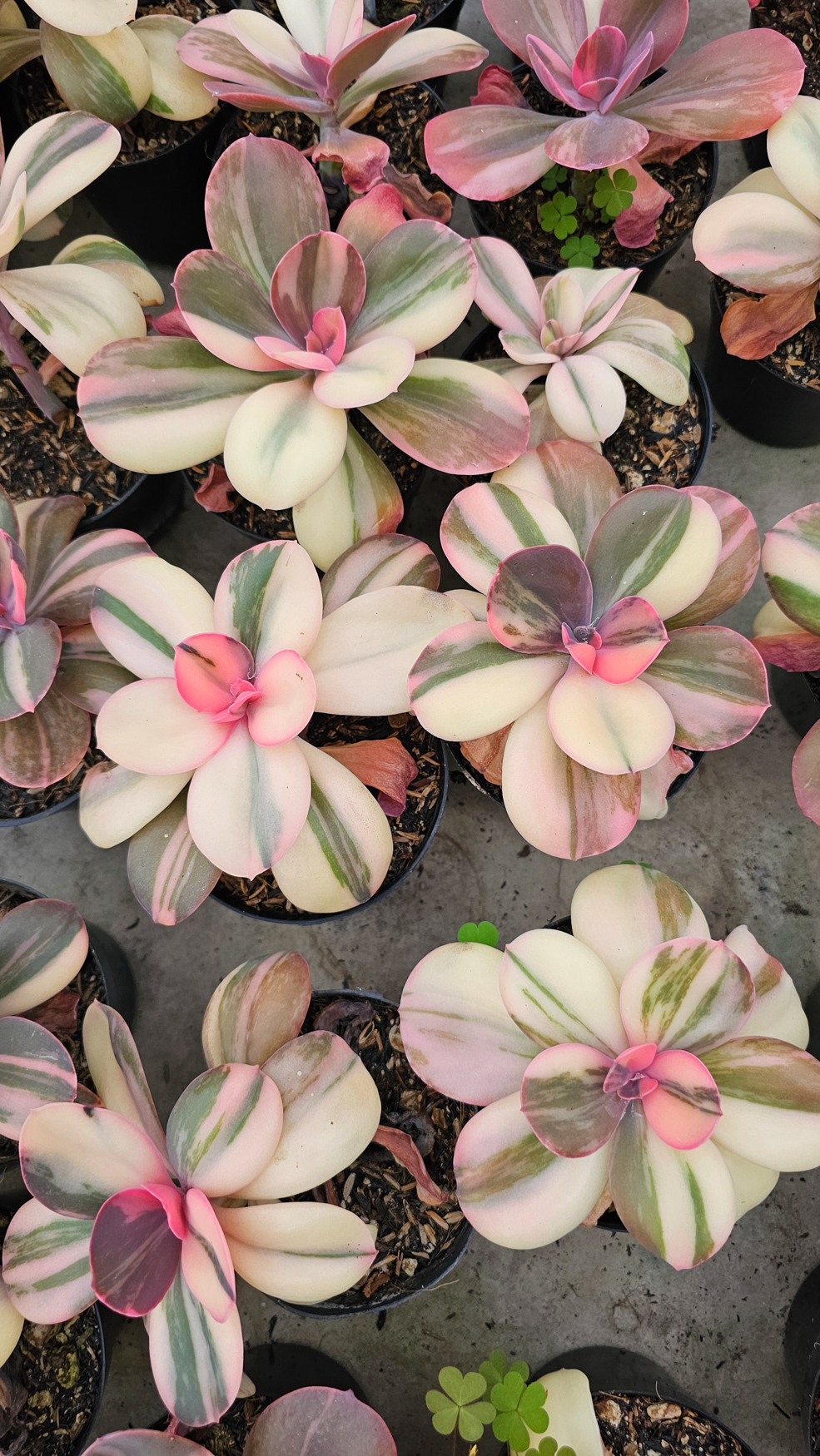 468. Echeveria Primadonna Variegated - Image 4