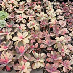 Alternative view of 468. Echeveria Primadonna Variegated