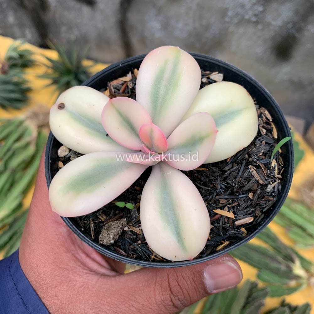 468. Echeveria Primadonna Variegated - Image 28